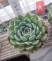 画像3: 沙羅姫牡丹/群仙園　2寸（26-4） (3)