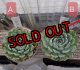 沙羅姫牡丹/群仙園　2寸（26-4）