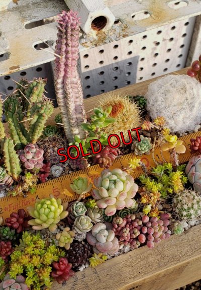 画像7: 【販売と予約ページ】黄色い目盛り木箱（25-5）