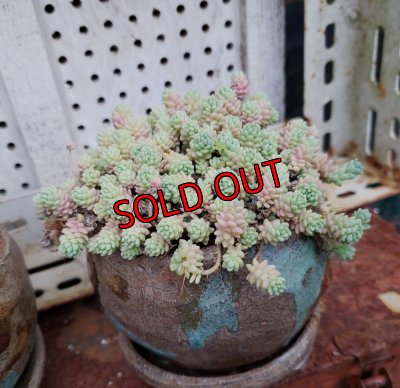 画像3: リンゴ/茶色とターコイズ（23－7）