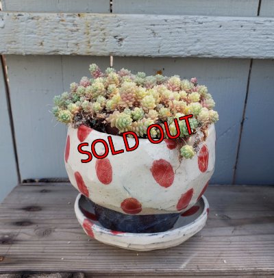 画像9: リンゴ/赤ドット-1（23－7）