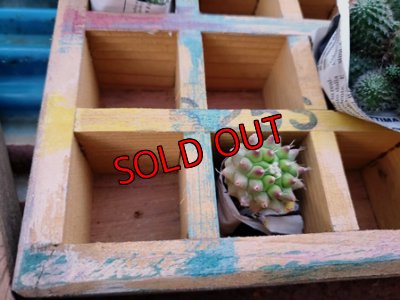 画像10: 期間限定☆採集して愛でる木箱/2.5ｃｍ角〜カラーバージョン7/26