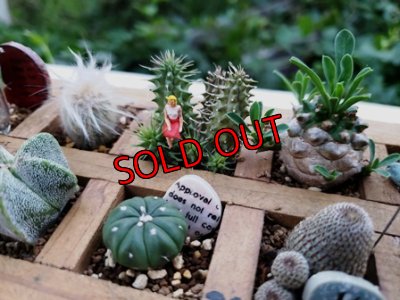 画像4: 期間限定販売☆採集して愛でる木箱寄せ植えキット(12マス/2×6)