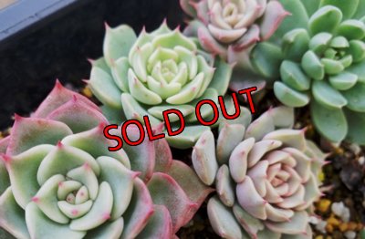 画像5: 多肉とセダムのチマチマセット