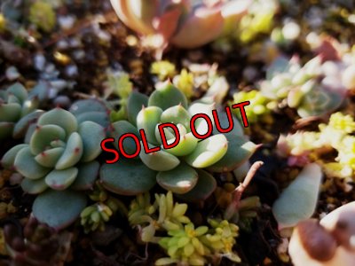 画像4: 多肉とセダムのチマチマセット
