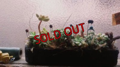 画像1: 粘菌の住む小さな森×古い工場から出てきた鉄の入れもの
