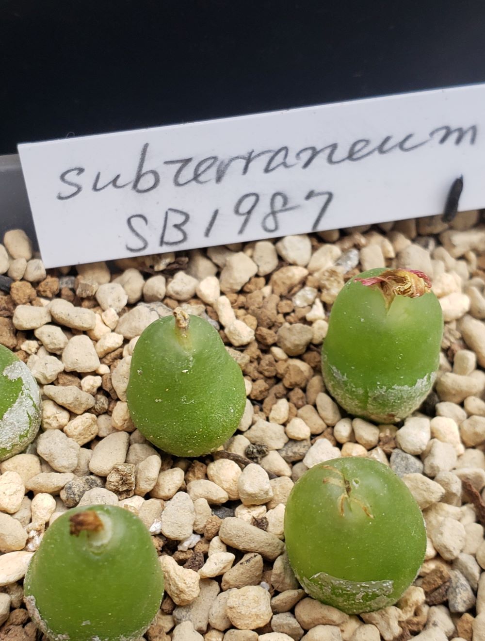 subterraneum SB1987【24-11/25】