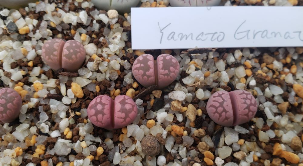 Yamato Granat【24-11】