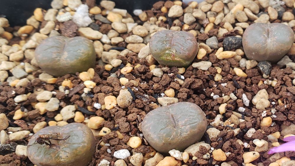 lithopsoides ssp. koubergense RR1077【24-11】