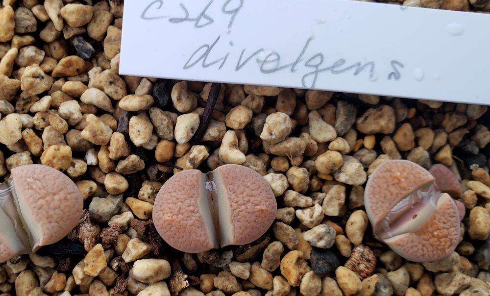 C269 Lithops divergens v. divergens【23-10】