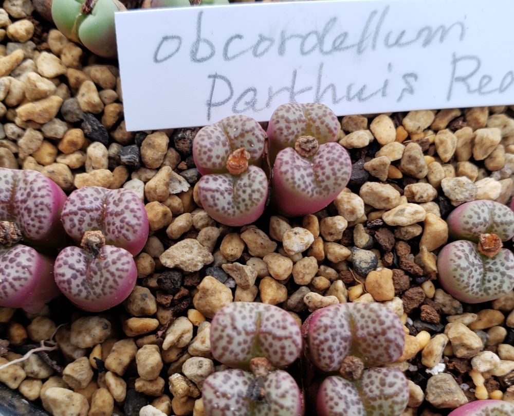 obcordellum Pakhuis red/4H【23-10】