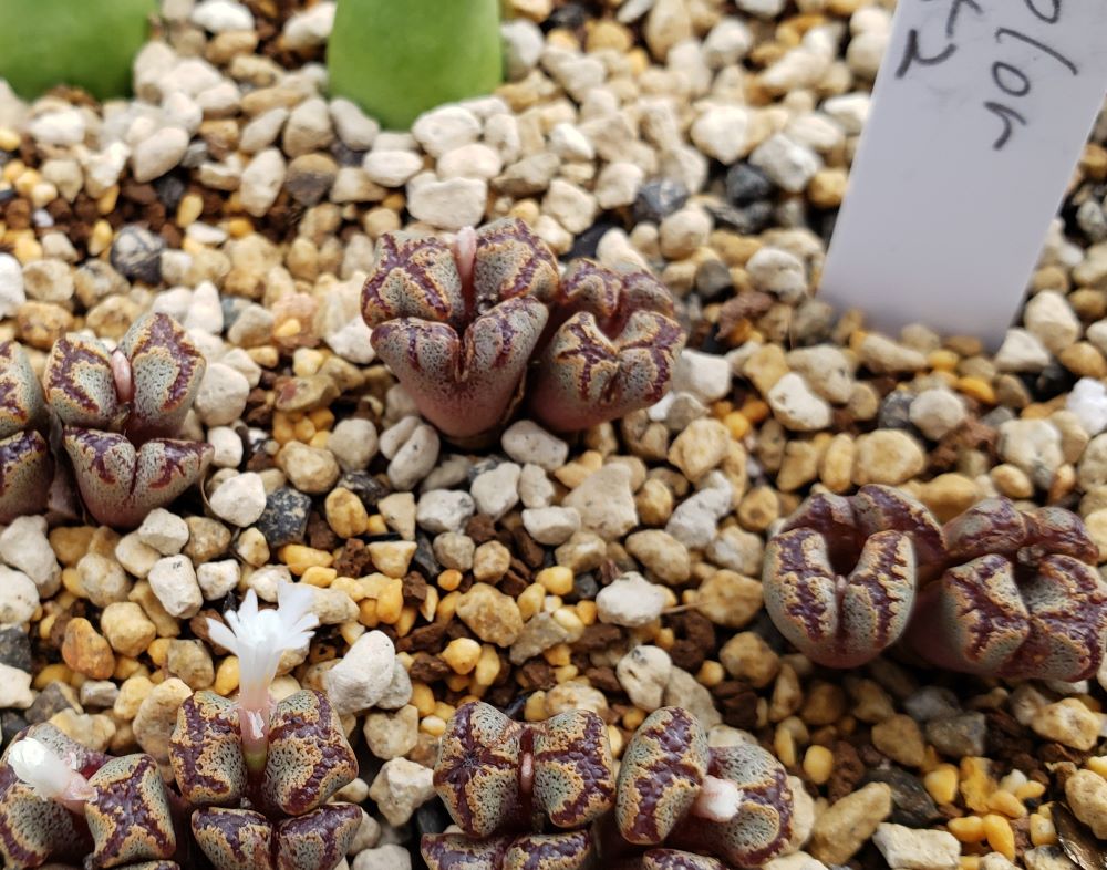 pellucidum v. terricolor SH1252【24-10】