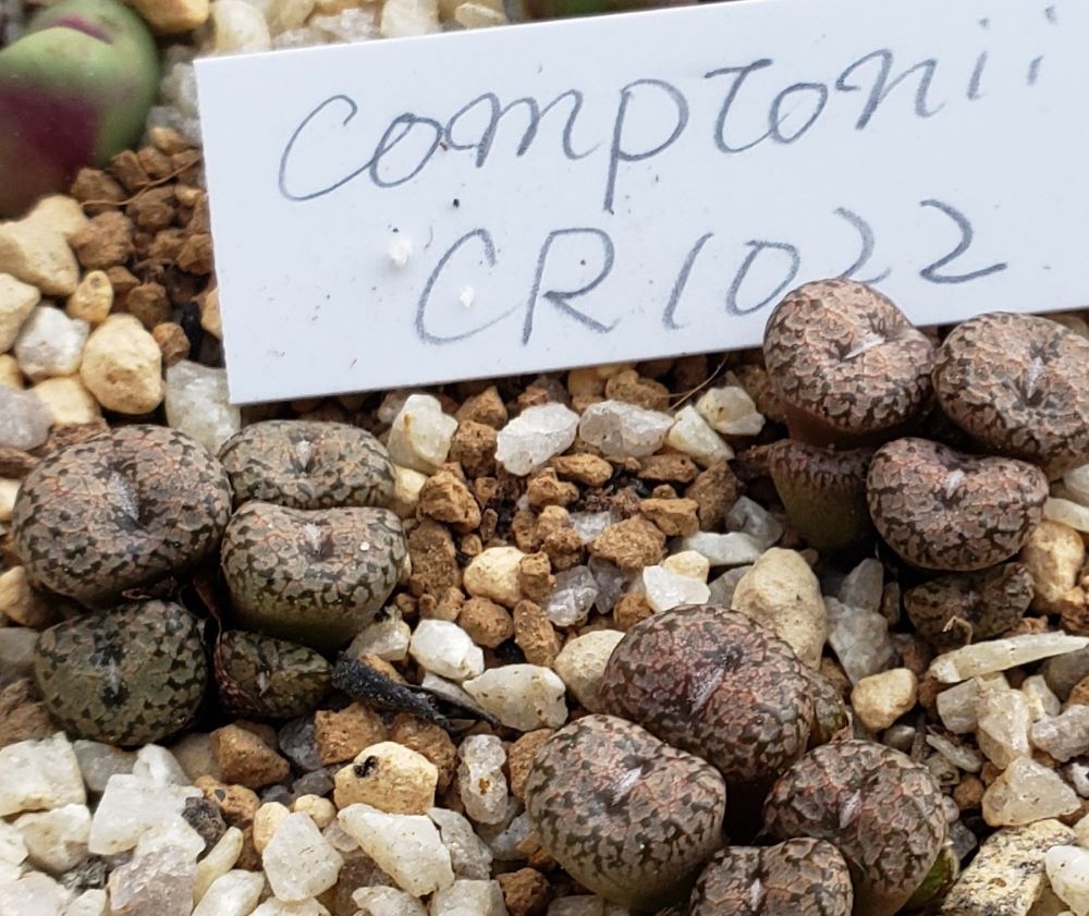 Comptonii CR1022【24-10】