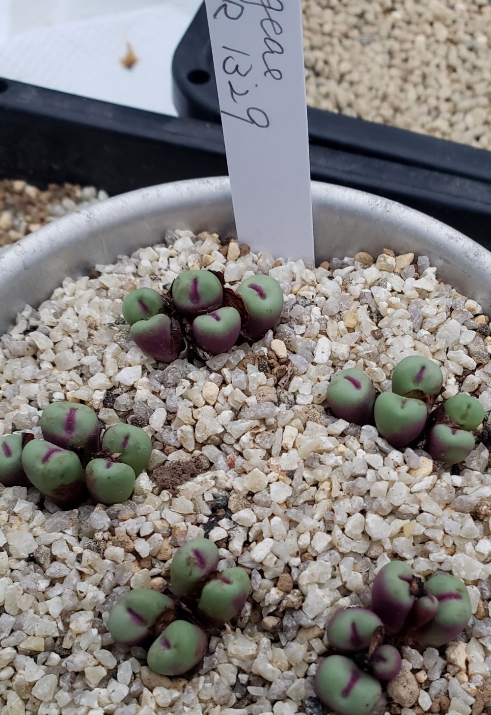 Pageae CR1329【24-10】