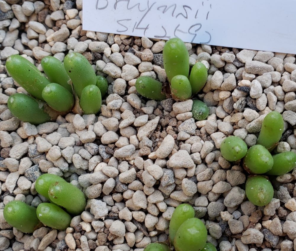 bruynsii SH2592【24-11】