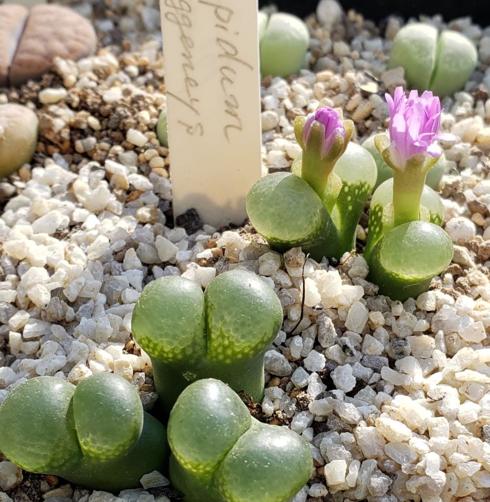  limpidum Aggeneys【24-10】