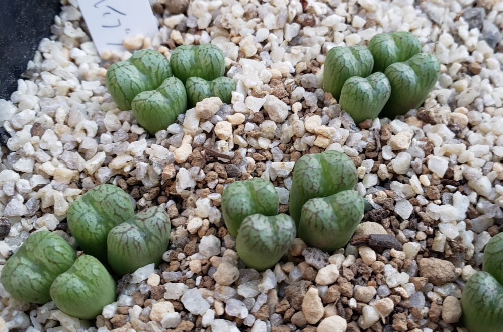 brownii  hibrid red flower【24-10】