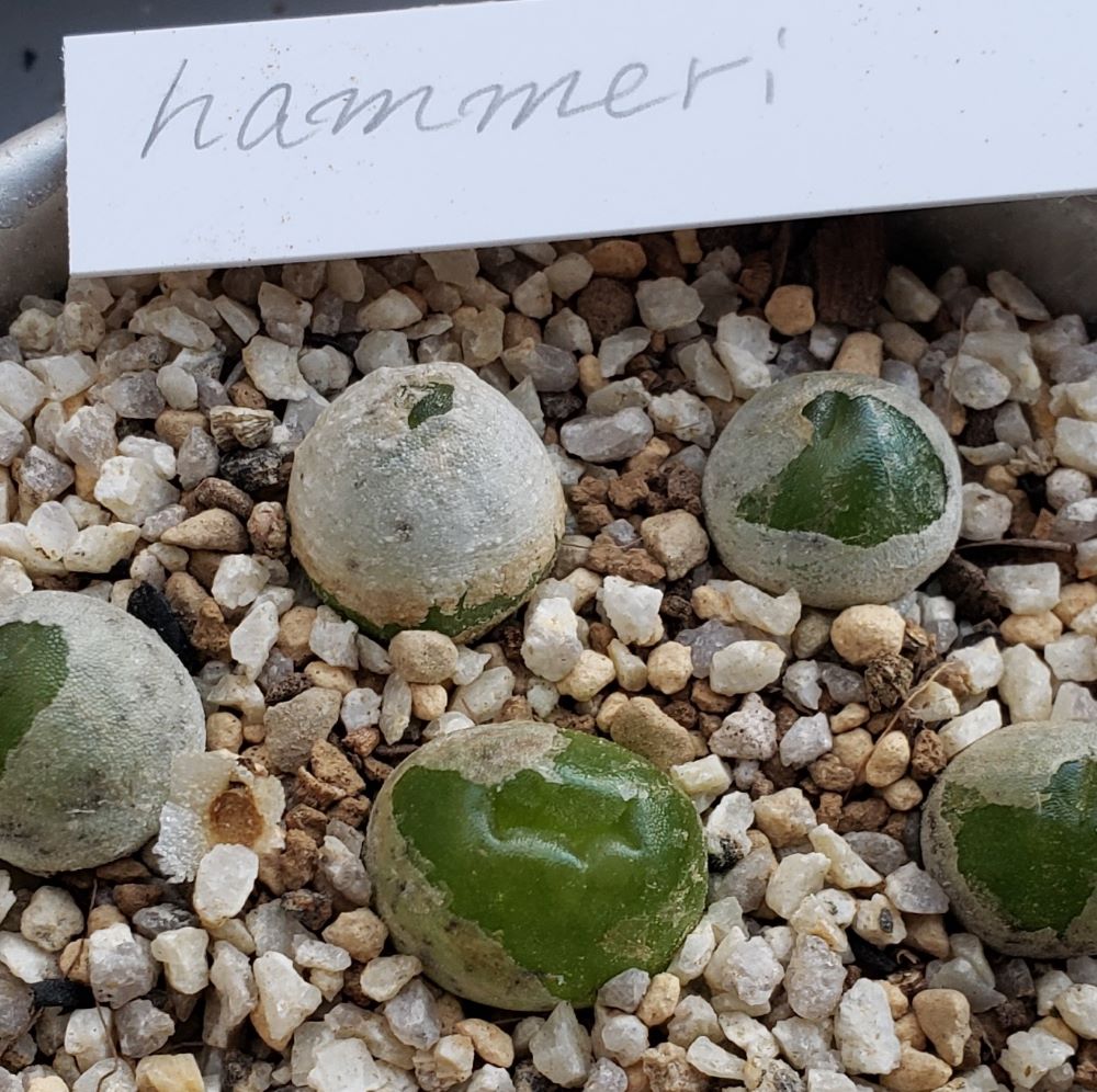 hammeri　【24-10】