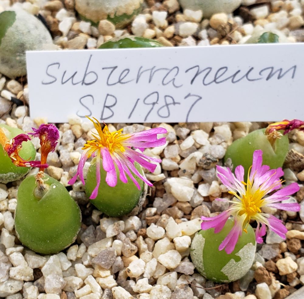 subterraneum SB1987【24-11】