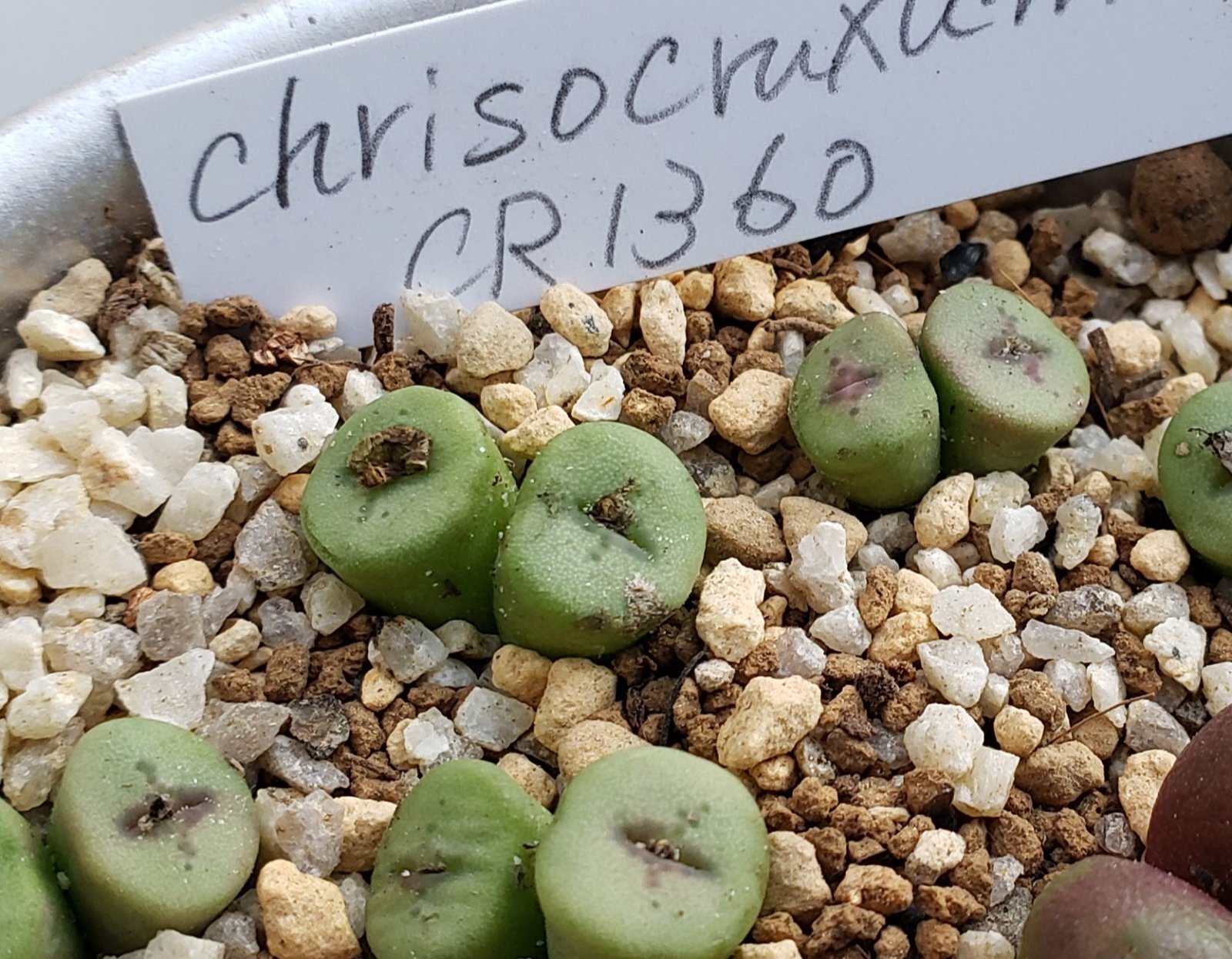 Chrisocruxum CR1360【24-10】