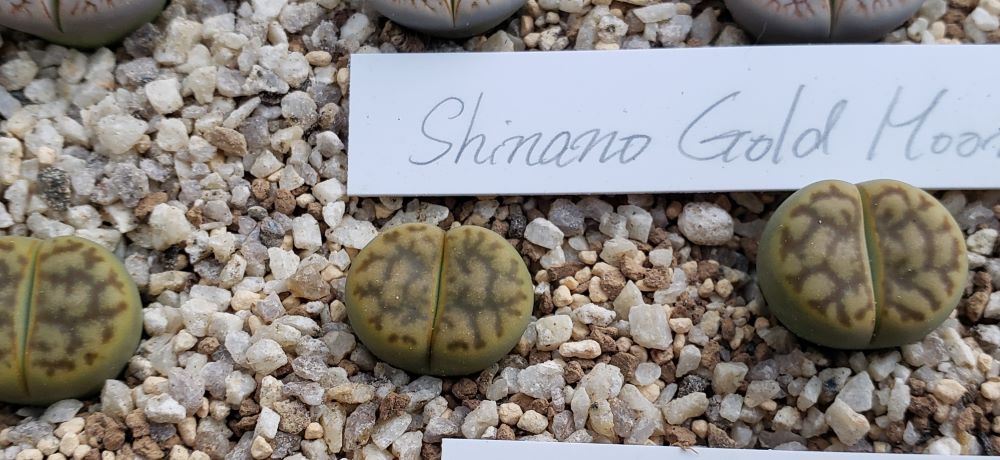 v.mennellii shinano Gold Moon【24-10】