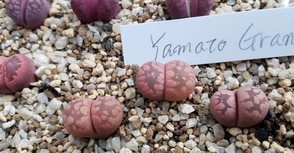Yamato Granat【24-10】