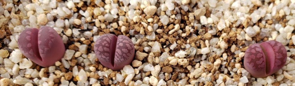YS.Amaranth【24-10】