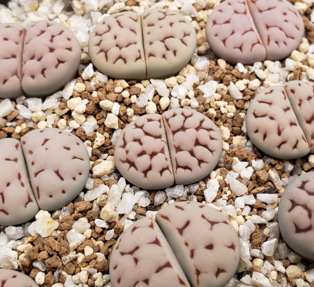  Karasbi jin ex. C225.  【25-10】