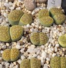 画像: 第2弾 群仙園さんリトープス販売のお知らせ