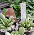 画像3: Adromischus umbracticola v.ramosus 