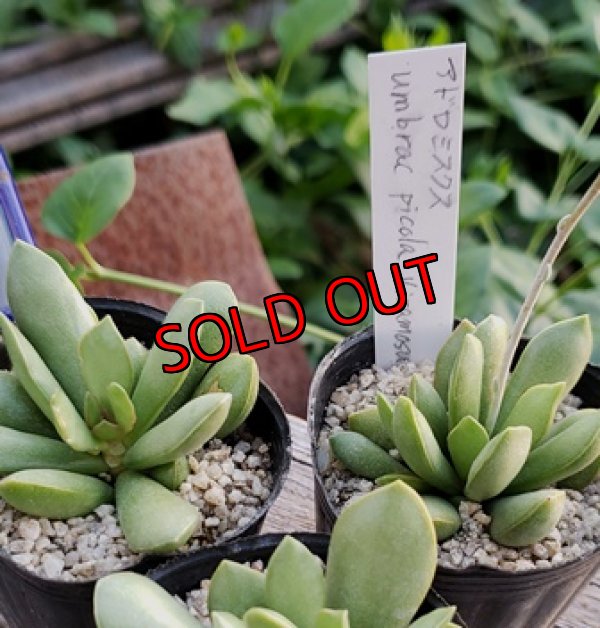 画像3: Adromischus umbracticola v.ramosus 