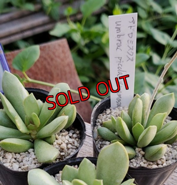 画像3: Adromischus umbracticola v.ramosus 