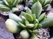 画像2: Adromischus umbracticola v.ramosus 