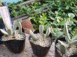 画像1: Adromischus halesowensis