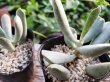 画像2: Adromischus halesowensis