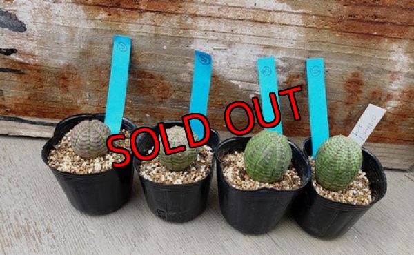 画像4: Euphorbia obesa/オベサ