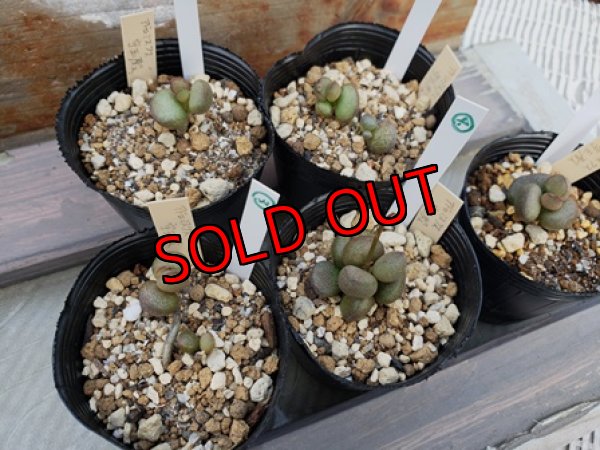 ポットにより価格が変わります。