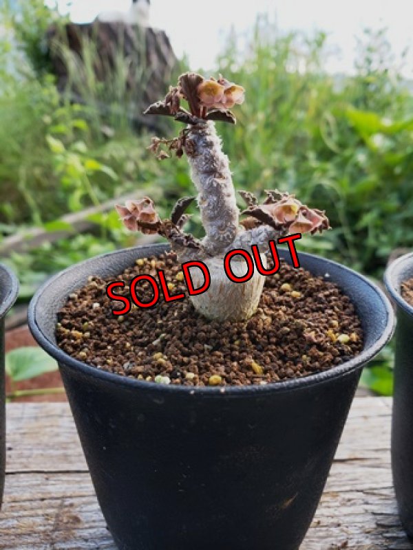 中(壺ラッパー)