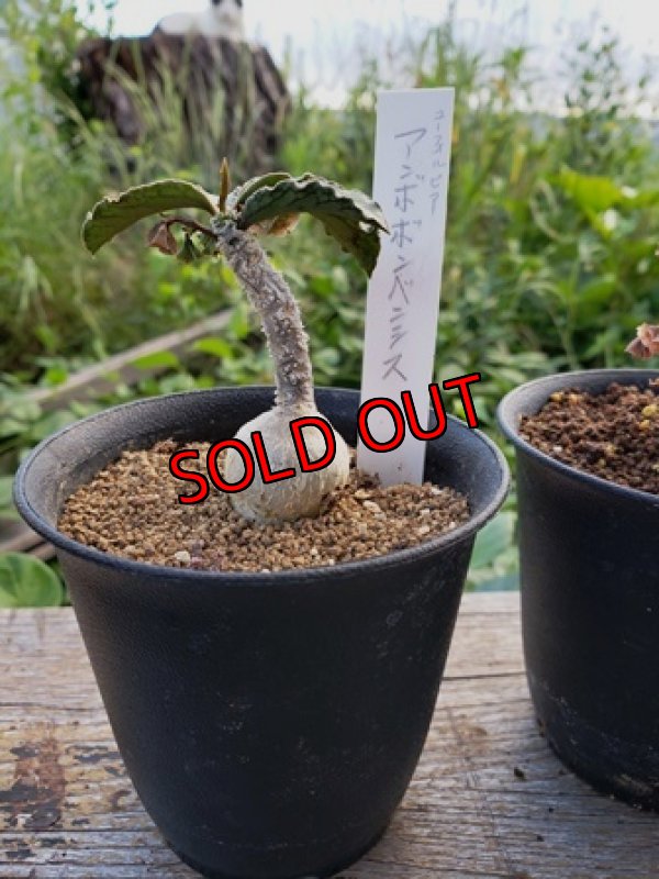 左(玉ねぎちゃん)