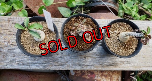 画像4: アンボボンベンシス/Eu-ambovombensis