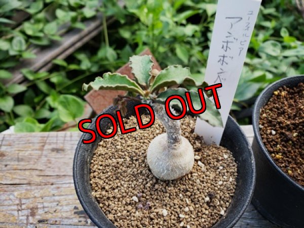 画像3: アンボボンベンシス/Eu-ambovombensis