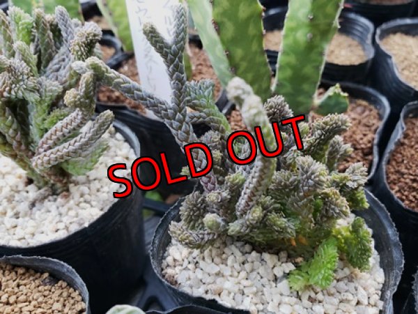 画像2: 若緑綴化（20-11）