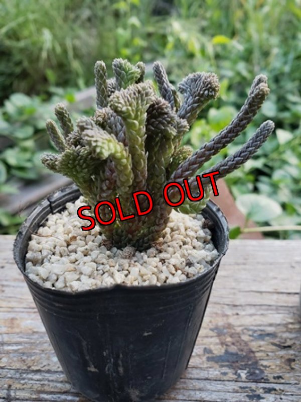 色んな形があります。