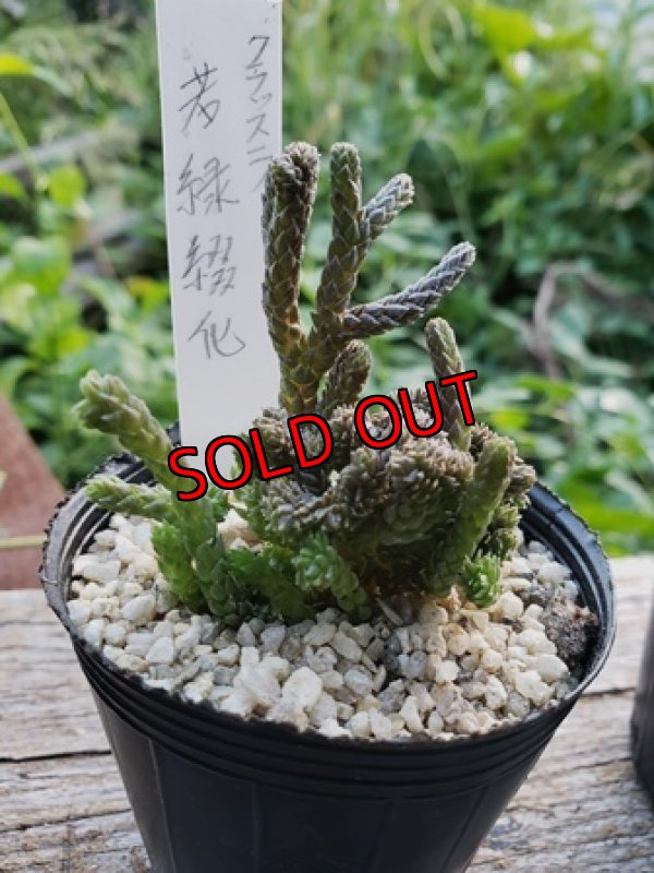 盆栽の様な風貌です。