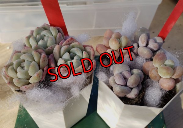 画像3: プクプク苗セット　2P（24-1）