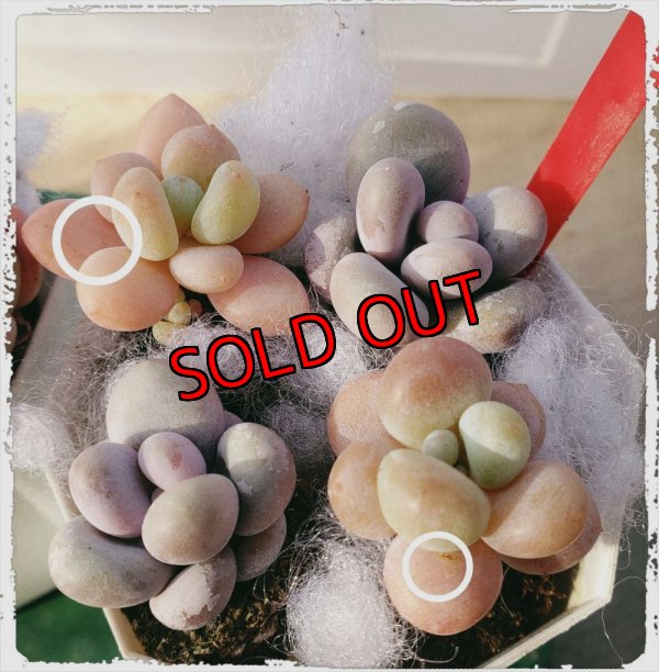 白丸がピンクローシン、それ以外はたまごチーズ