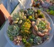 画像1: 寄せ植えセット-E（22-11）