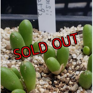 画像: bruynsii SH2592【24-11/25】