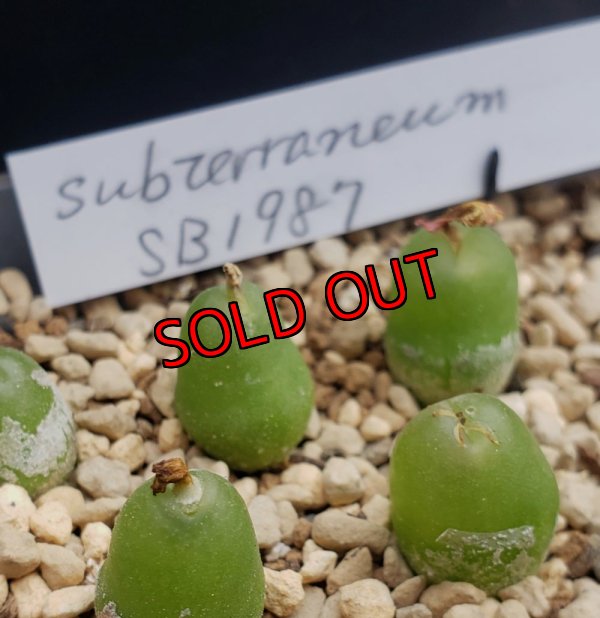 画像4: subterraneum SB1987【24-11/25】