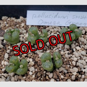 画像: pellucidum SH 2496 Omega Green【24-11】